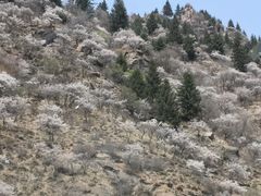 -芦芽山旅游度假区