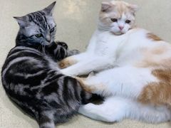 -藏猫猫咖啡主题馆(中央大道店)