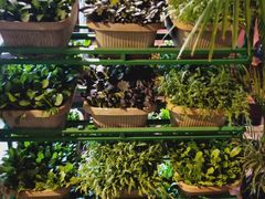 有机蔬菜-大匠工房古船木艺术餐厅·猪肚鸡专门店(长白仙岛店)