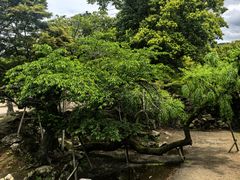 -奈良公园
