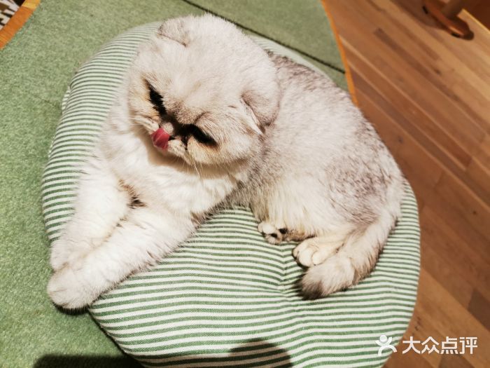 CAT’S MEWSTAR CAFE·喵星球猫屋(晴湾咖啡店)图片