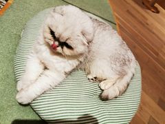 -CAT’S MEWSTAR CAFE·喵星球猫屋(晴湾咖啡店)