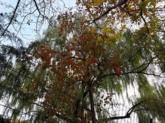 -三里屯东五街银杏大道