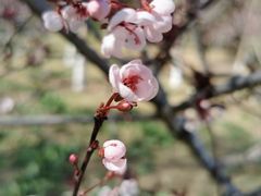 -东升八家郊野公园