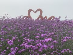 -西京湾花海