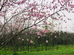 -盘龙城国家考古遗址公园