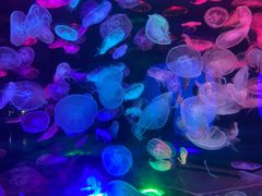 -合肥海洋世界