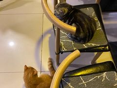 -平行世界·猫咖(首经贸店)