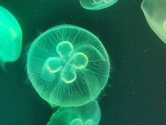 -北海海底世界