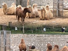 -石家庄市动物园