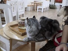 -李小姐の猫咖啡馆(五角场店)