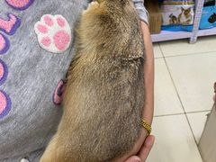 -钓仓鼠(洋桥北里小区店)