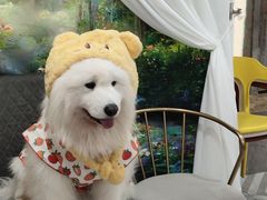 -星多哈·狗咖·拼豆·咖啡