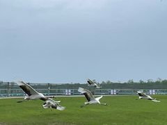 -盐城丹顶鹤湿地生态旅游区
