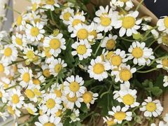 -循礼门鲜花花市(武汉循礼门店)