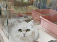 -FAELING PETS美天灵宠物(富力广场店)