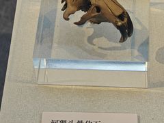 -安阳博物馆