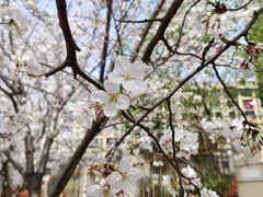 -高东镇樱花园