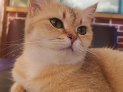 -猫小院猫主题餐厅(南锣旗舰店)