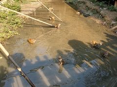 -西双版纳原始森林公园