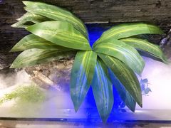 -大榕树下顺德菜(融创茂店)