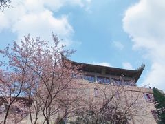 -武汉大学-樱园