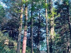 -山王坪喀斯特国家生态公园