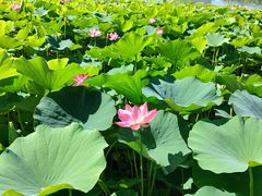 -莲花池公园