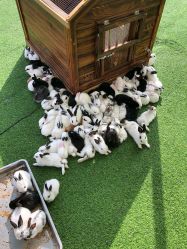 -萌宠亲子动物乐园(槐房万达店)