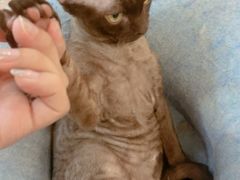 -柴迷FANS CLUB·柴犬狗咖·猫咖