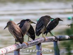 -宽口美蛙鱼头(振兴路店)