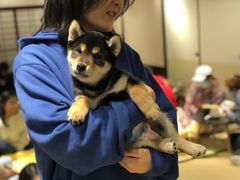 -逗柴咖啡屋·狗咖猫咖宠物桌游