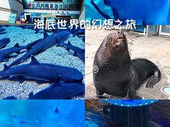 -烟台海昌鲸鲨海洋公园
