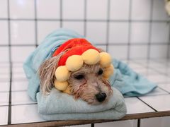 -BABYDOG宝贝狗宠物乐园(欧洲城店)