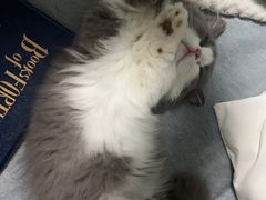 -欣宠猫屋·矮脚拿破仑·蓝金金渐层