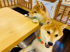 -豆柴町-柴犬主题狗咖(红鼎国际C座店)