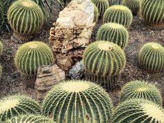 -北京植物园-展览温室