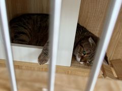 -爱洗澡的猫(望京店)