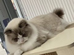 -青奢宠物·青奢猫舍