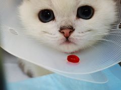 -佳怡动物医院·平价24小时·猫专科骨外科