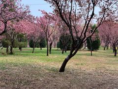 -石家庄市植物园