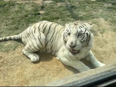 -西霞口神雕山野生动物世界
