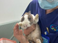 -北京观赏动物医院·24小时大型综合·猫专科·异宠专科