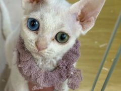 -青奢宠物·青奢猫舍