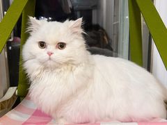 -欣宠猫屋·矮脚拿破仑·蓝金金渐层