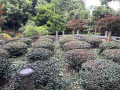 -十八棵（老龙井）御茶园(老龙井店)