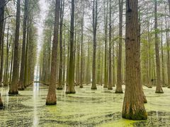 -渌洋湖湿地公园