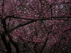 -白鹭湾湿地公园