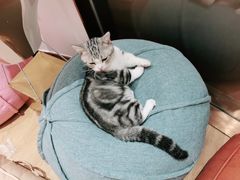-1013 PET SHOP精品宠物商店(丁香店)