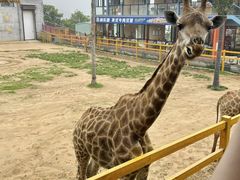 -西霞口神雕山野生动物世界